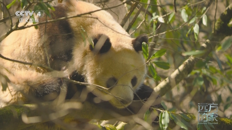 《远方的家》 20250505 中国自然秘境 秦岭的生态之美