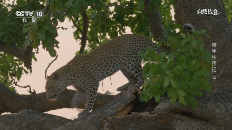 《自然传奇》 20250523 猎手生存记 4