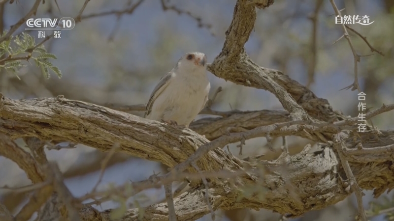 《自然传奇》 20250625 合作生存