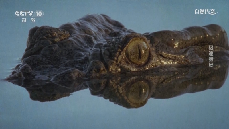 《自然传奇》 20250702 极速猎场