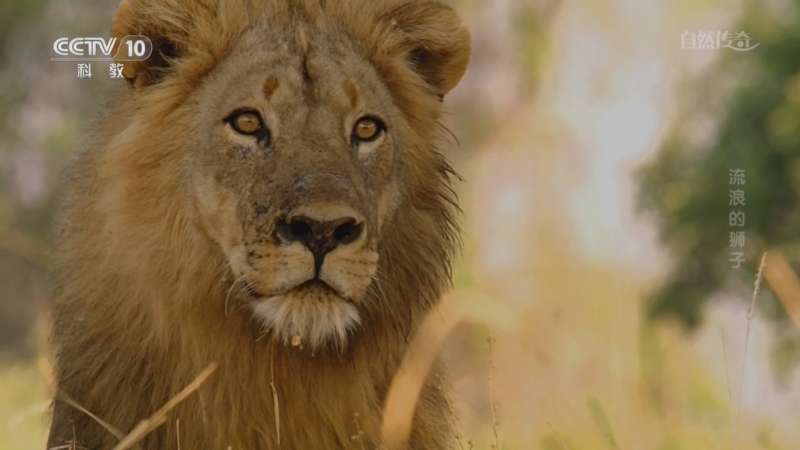 《自然传奇》 20250703 流浪的狮子