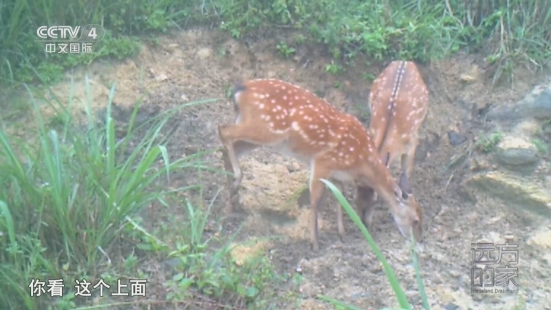 《远方的家》 20250708 山河锦绣看中国 河湖山川绕九江