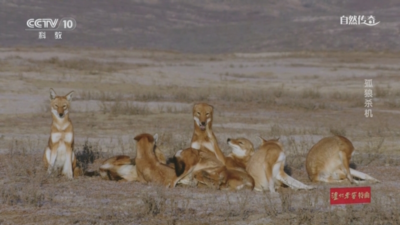 《自然传奇》 20250710 孤狼杀机