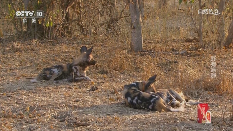 《自然传奇》 20250724 野狗族群