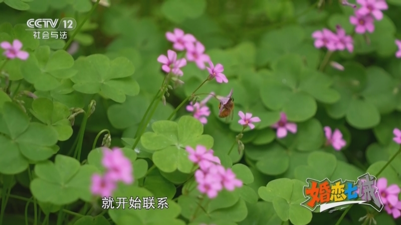《道德观察(日播版)》 20250726 婚恋七诫——让彩礼归于礼