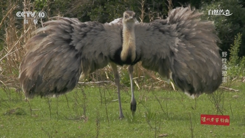 《自然传奇》 20250726 野性乌拉圭