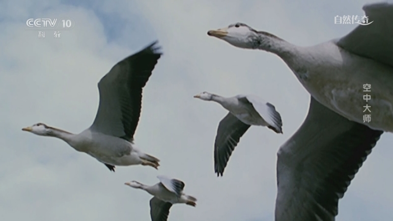 《自然传奇》 20250730 空中大师