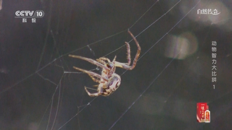 《自然传奇》 20250802 动物智力大比拼 1