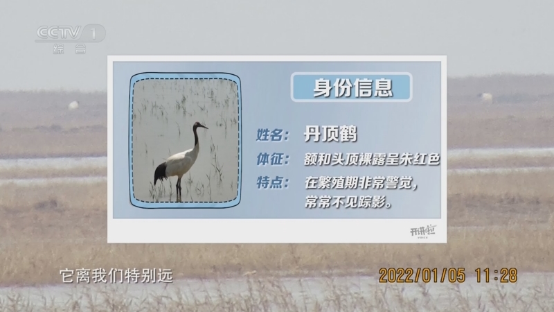 [开讲啦]湿地修复 让黄河三角洲的丹顶鹤数量翻了近10倍