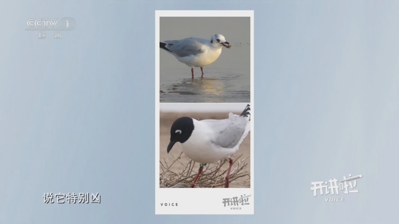 [开讲啦]为了适应环境 黑嘴鸥通常呈现出“冬白夏黑”的体貌