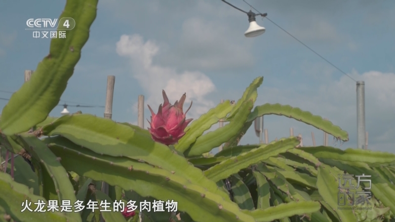 《远方的家》 20250804 海与城的交响 海岛西岸 花果田园