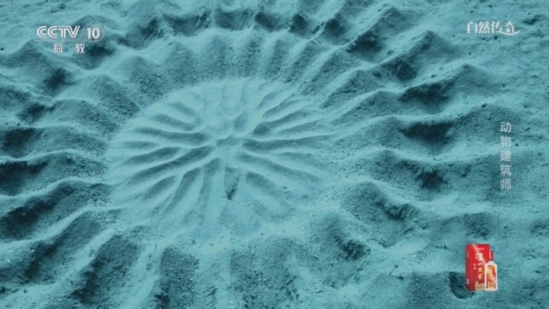 《自然传奇》 20250806 动物建筑师