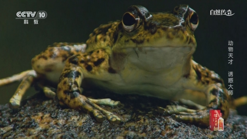 《自然传奇》 20250813 动物天才 诱惑大师