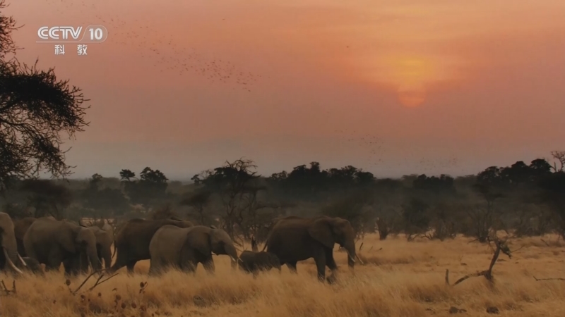 《自然传奇》 20250815 象族变迁