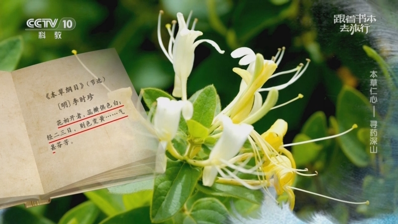 《跟着书本去旅行》 20250819 本草仁心——寻药深山
