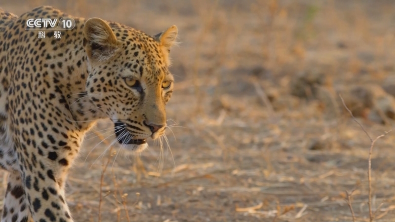 《自然传奇》 20250828 卢安瓜猎手求生记 4