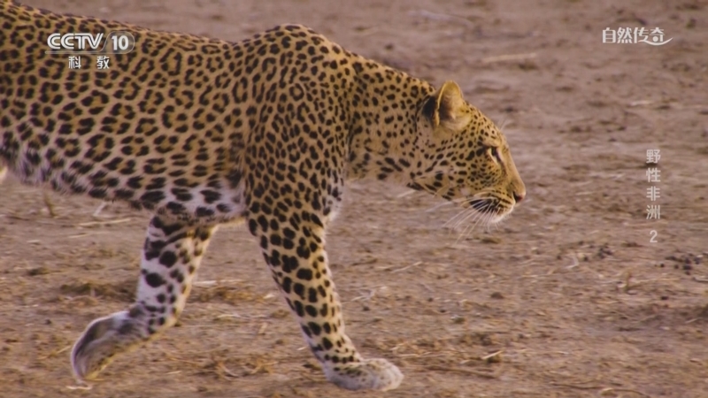 《自然传奇》 20250902 野性非洲 2