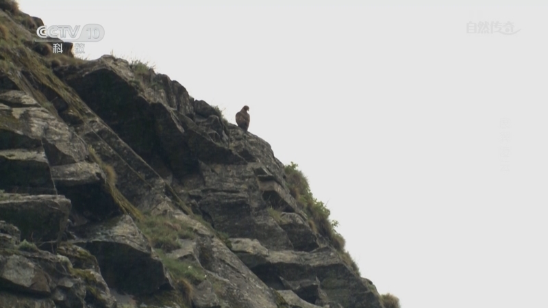 《自然传奇》 20250909 展翼凌云