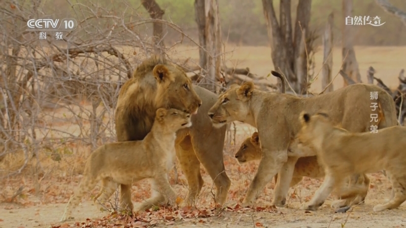 《自然传奇》 20250918 狮子兄弟