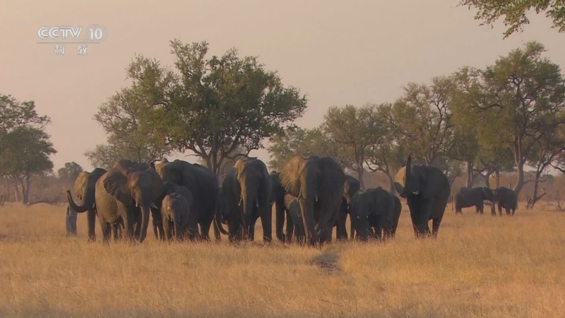 《自然传奇》 20250927 象群历险