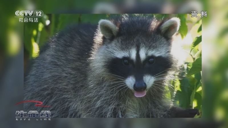 《生命线》 20251004