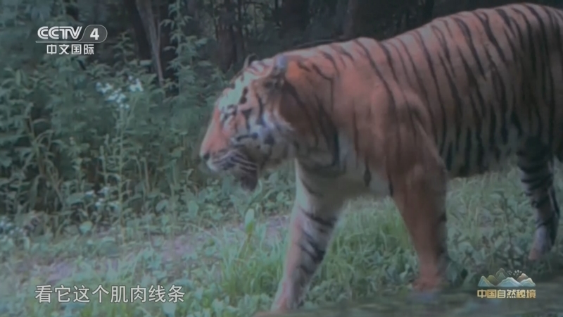 《远方的家》 20251008 中国自然秘境 金色林海 生命交响