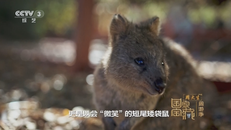 《国家宝藏·周游季》 20251017