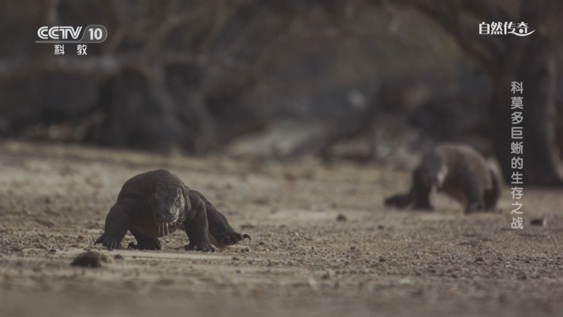 《自然传奇》 20251017 科莫多巨蜥的生存之战