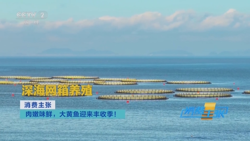 《消费主张》 20251020 肉嫩味鲜，大黄鱼迎来丰收季！