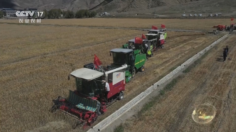 《谁知盘中餐》 20251101 丰收来敲门 格桑花开幸福来