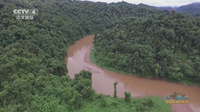 《远方的家》 20251106 中国自然秘境 神奇的热带雨林