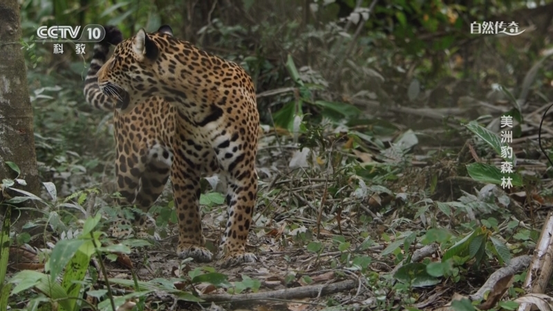 《自然传奇》 20251106 美洲豹森林