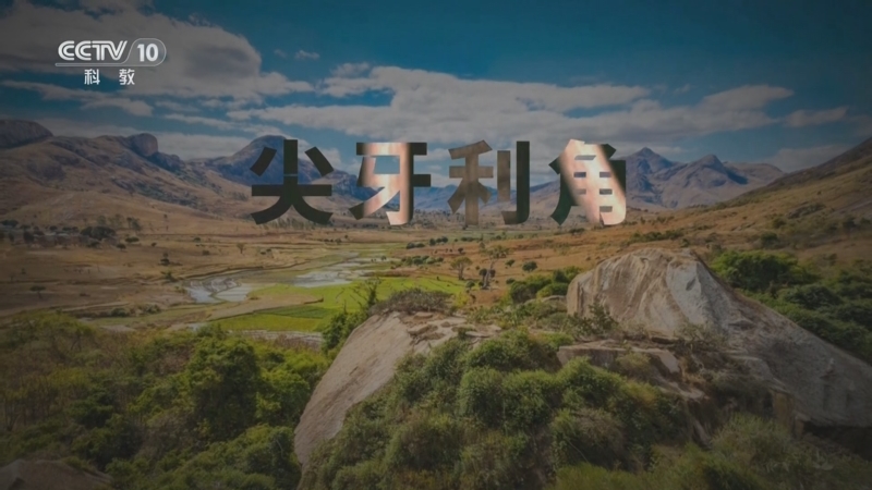 《自然传奇》 20251127 狂野刺客 尖牙利角