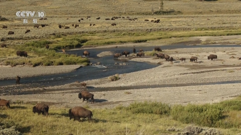 《自然传奇》 20251211 狐狸家族
