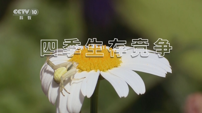 《自然传奇》 20251215 四季生存竞争