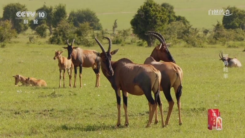 《自然传奇》 20251218 孤勇羚羊