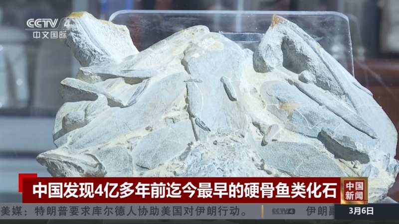 中国新闻]中国发现4亿多年前迄今最早的硬骨鱼类化石
