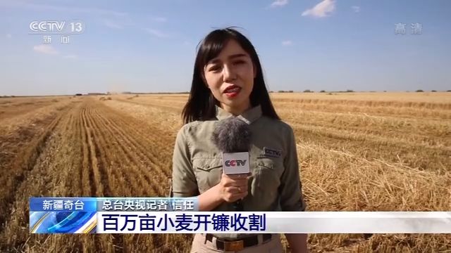 新疆奇台百万亩小麦开镰收割 日收割量达10万亩地