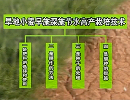 旱地小麦肥料早施深施高产节水栽培技术