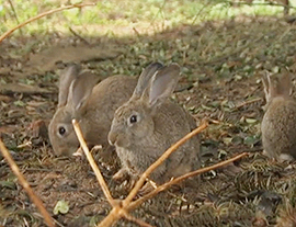 农田餐桌——山兔吃百草 石怪缝中藏