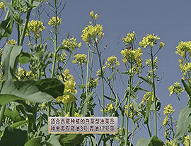 西藏白菜型油菜栽培技术