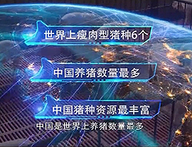 现代生猪养殖技术