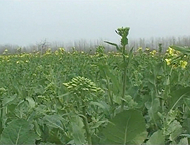 油菜“一菜两用”生产技术