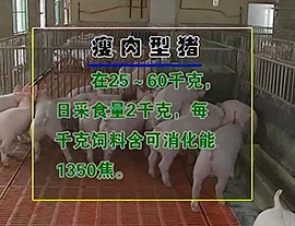 瘦肉型猪全价配合饲料的科学使用