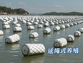 农田餐桌——慵懒的牡蛎 娇贵的鱼