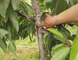 大樱桃夏季管理技术：病虫害防治