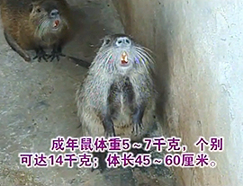 海狸鼠养殖技术