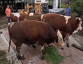 肉牛快长有门道