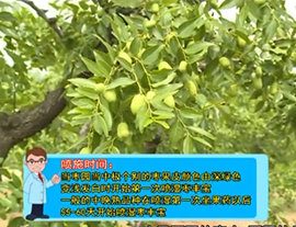 叶面营养防控枣裂果技术（下）