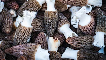 四川金堂：AI视觉技术“慧眼”分选 2万余亩羊肚菌迎丰收